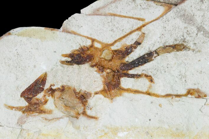Miocene Pea Crab (Pinnixa) Fossil - California #141596